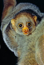 Potto (Perodicticus potto) young being carried on mother's back, Captive, occurs tropical Africa.