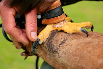 Close up of talons of captive Eagle perched on falconers glove, Somerset, UK.