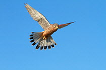 Kestrel (Falco tinnunculus) trained adult male hovering, Somerset, UK, February