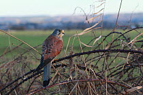 Kestrel (Falco tinnunculus) adult male perched among brambles and reeds, trained bird, Somerset, UK, February