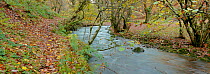 Stream flowing through Wilmersham Wood, near Porlock, Exmoor National Park, Somerset, UK. November 2010. Digital composite