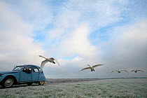 Hand-reared Whooper Swans (Cygnus cygnus) being trained to fly alongside a car at Weson airfield by Lloyd and Rose Buck for filming purposes. Somerset, UK, January 2011.