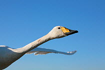 Hand reared Whooper Swan (Cygnus cygnus) in flight against blue sky. Birds imprinted and trained by Lloyd and Rose Buck for filming purposes. Somerset, UK, January 2011