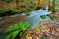 Woodland stream flowing through Wilmersham Wood, Exmoor National Park, Somerset, UK. November 2010