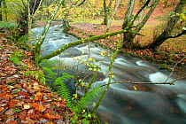 Woodland stream flowing through Wilmersham Wood, Exmoor National Park, Somerset, UK. November 2010