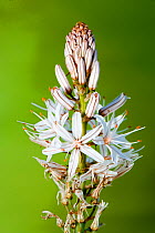 White Asphodel (Asphodelus albus) flower spike. Emporda, Girona, North Spain.