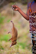 A child selling a Tenrec (Tenrec ecaudatus) bushmeat. North Madagascar, Africa.