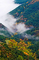 A high view of mist shrouding an autumnal valley. Cadi Natural Park, Catalonia, Barcelona province, Pyrenees, Spain, October 2005.