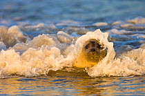 A wave breaking over the head of a Grey Seal (Halichoerus grypus). Donna Nook, Lincolnshire, UK, Europe, November.