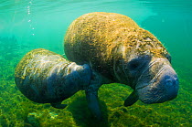 Manatee (Trichechus manatus) mother and calf swimming side by side. Crystal River, Florida, USA, April.
