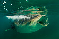 Whale Shark (Rhincodon typus), eating krill and plankton at the surface. Gulf of Mexico, Mexico, North America, August.