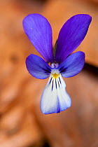 Montseny's Violet or Pensament del Montseny (Viola bubanii). Montseny Nature Reserve, Catalonia, Spain, May.