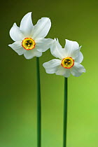 Poet's Daffodil (Narcissus poeticus). Montseny Nature Reserve, Barcelona province, Catalonia, Spain, May.