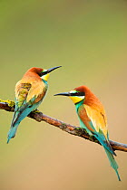 European Bee-eaters (Merops apiaster) perching. The Pyrenees, Spain, May.