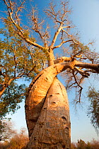 "The Lovers" Baobabs (Adansonia grandidieri). Near Morondava, Madagascar, Africa, September 2010.