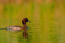 Madagascar Pochard (Aythya innotata) on water. One of the most endangered ducks in the world, rediscovered in 2008. Bemanevika protected area, north Madagascar, Africa.