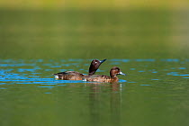 Two Madagascar Pochard (Aythya innotata) on water. One of the most endangered ducks in the world, rediscovered in 2008. Bemanevika protected area, north Madagascar, Africa.
