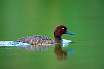 Madagascar Pochard (Aythya innotata) on water. One of the most endangered ducks in the world, rediscovered in 2008. Bemanevika protected area, north Madagascar, Africa.