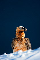 Bearded vulture (Gypaetus barbatus). Ordesa National Park, Aragon, Spain, November.