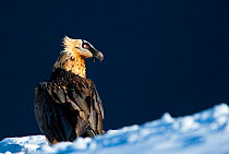 Bearded vulture (Gypaetus barbatus) in Ordesa National Park, Aragon, Spain, November.