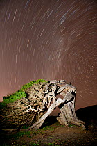 Thousand-year-old Sabina / Canary Juniper, (Juniperus turbinata canariensis) against a night sky with star trails. El Sabinar, El Hierro Island, Canary Islands, , February 2011.