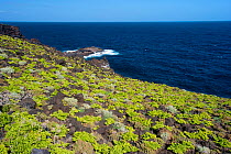 Vegetation growing from volcanic rocks sloping down to the sea. The east coast of El Hierro Island, Canary Islands, February 2011.
