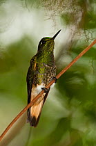 Buff-tailed Coronet hummingbird (Boissonneaua flavescens) perching on a feeder. Mindo cloudforest, west slope of the Andes, Ecuador.