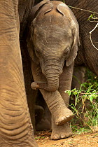 African Elephant (Loxodonta africana) baby standing by its mother's legs. Kruger National Park, South Africa, December.