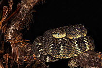Andean Forest Pitviper (Bothriopsis pulchra) curled on a branch. Ecuador.