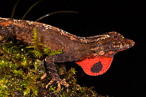 Anolis lizard (Anolis sp.) showing its dewlap in display. Captive, Ecuador.