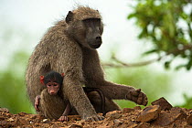 Chacma Baboon (Papio ursinus) mother and baby. Kruger National Park, South Africa, December.