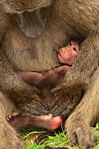 Chacma Baboon (Papio ursinus) mother nursing her baby. Kruger National Park, South Africa, December.