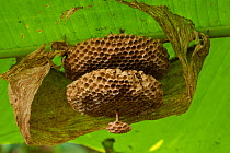 Opened Polybia Paper Wasp Nest showing internal structure. Cocaya River, Eastern Amazon Rain Forest, the border of Peru and Ecuador.