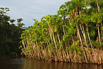 Flooded igapo forest. Cocaya River, eastern Amazon rain forest on the border of Peru and Ecuador, March 2009.