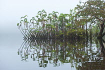 Palm trees (Bactris sp.) in flooded igapo forest. Cocaya River, eastern Amazon rain forest on the border of Peru and Ecuador, March 2009.