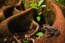 Cane Toad / Giant Marine Toad (Rhinella / Bufo marina) on buttress roots. Ecuador.