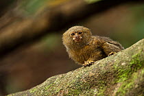 Pygmy Marmoset (Cebuella pygmaea) on a branch. Cocaya River, eastern Amazon rain forest, the border of Peru and Ecuador.