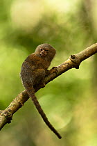 Pygmy Marmoset (Cebuella pygmaea) on a branch. Cocaya River, eastern Amazon rain forest, the border of Peru and Ecuador.