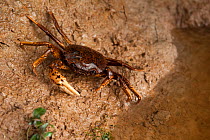 South American Freshwater Crab (Pseudothelpusidae, Kingsleya sp.) Family of freshwater crabs found through central and South America. Ecaudor. Crab was handled to take picture.