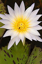 Day Waterlily (Nymphaea nouchali) in flower. Kruger National Park, South Africa, December.