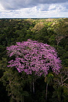 Rainforest canopy with blossoming tree. Yasuni National Park, Amazon rain forest, Ecuador, June 2007.