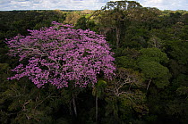 Rainforest canopy with blossoming tree. Yasuni National Park, Amazon rain forest, Ecuador, June 2007.