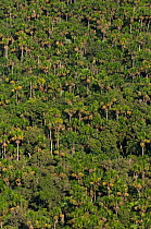 Palm forest in Cuyabeno Reserve seen from the air. Ecuador, June 2007.