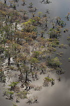 Trees growing in the lagoons of Cuyabeno Reserve seen from the air. Ecuador, June 2007.