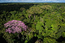 Rainforest canopy with blossoming tree. Yasuni National Park, Ecuador, June 2007.