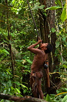 Huaorani man aiming a blowgun up into the canopy to hunt primates. The body of a night monkey (Aotus) is carried on his hip. Gabaro community, Yasuni National Park, Ecuador, June 2007. Model release #...