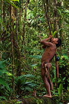 Huaorani man aiming a blowgun up into the canopy to hunt primates. The body of a night monkey (Aotus) is carried on his hip. Gabaro community, Yasuni National Park, Ecuador, June 2007. Model release #...