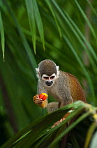 Common Squirrel Monkey (Saimiri sciureus) with a piece of food in its hand. Captive. Ecuador.