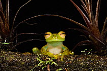 Portrait of an Emerald Glass Frog (Espadarana / Centrolenella prosoblepon). Captive. Choc Region of northwest Ecuador.