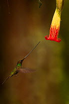 Sword-billed Hummingbird (Ensifera ensifera), the only species of bird to have a bill longer than the rest of its body, approaching a flower. Yanacocha Reserve, Ecuador.